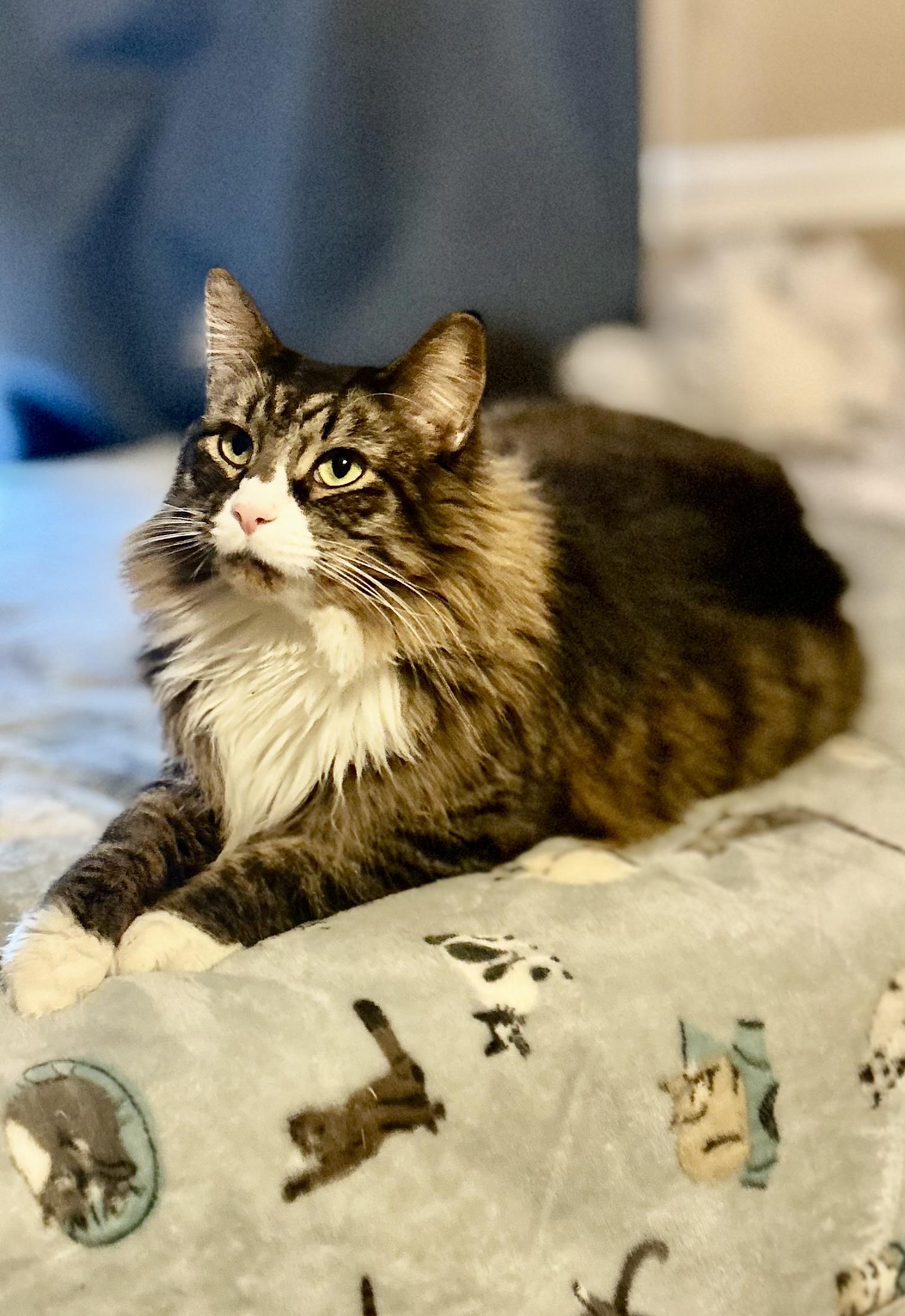 Enlarge Arthur (**Bonded with George), an adopted Domestic Long Hair in Philadelphia, PA image 2/4