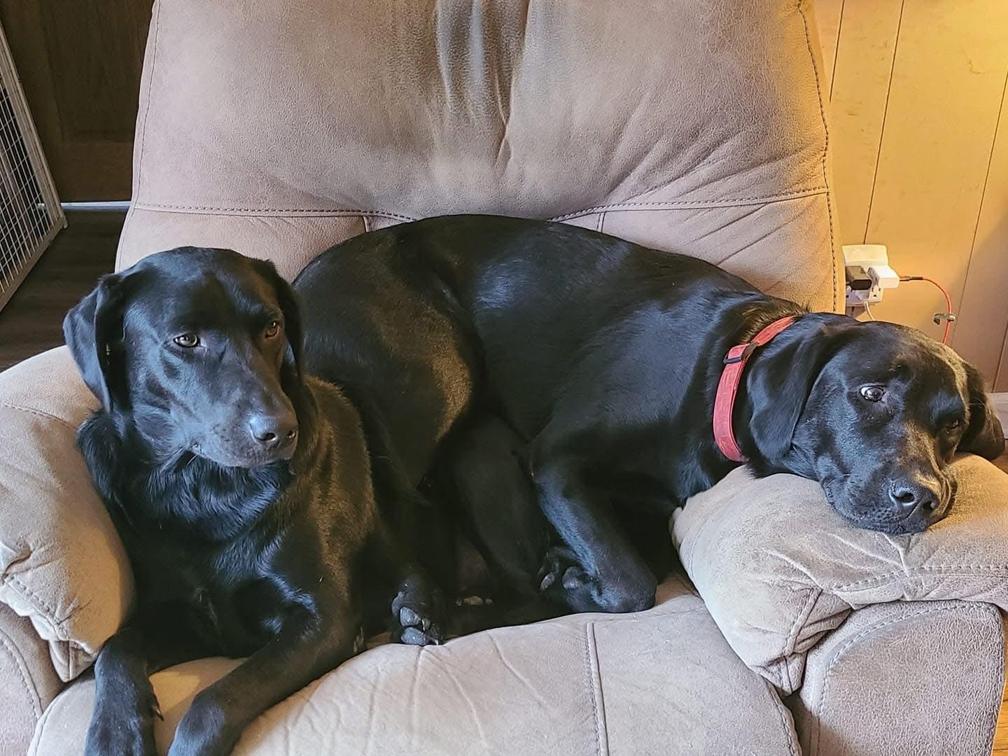 Macy & Tara - Bonded pair, must be adopted together