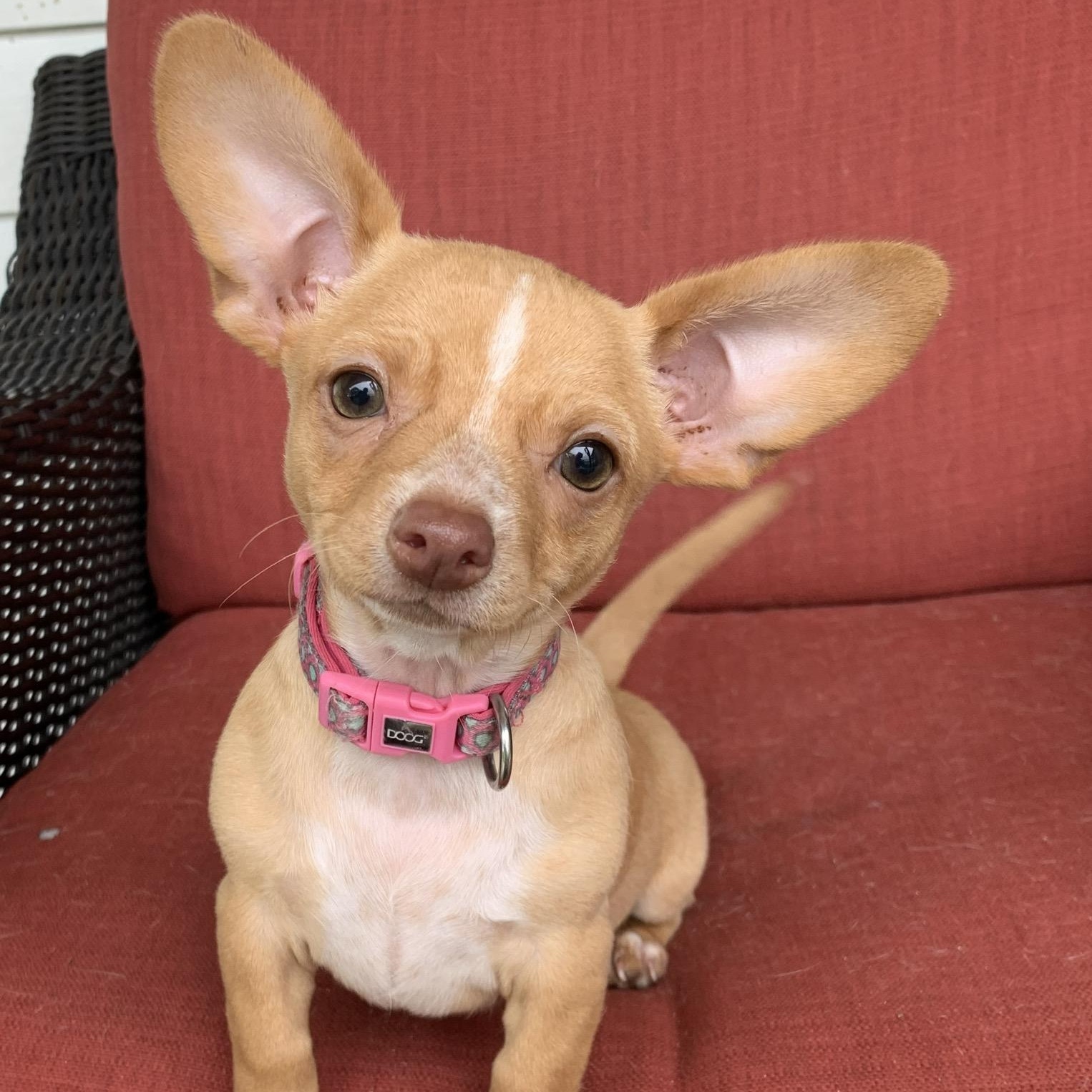 Meet Charlotte * MN, Baby Female unknown
