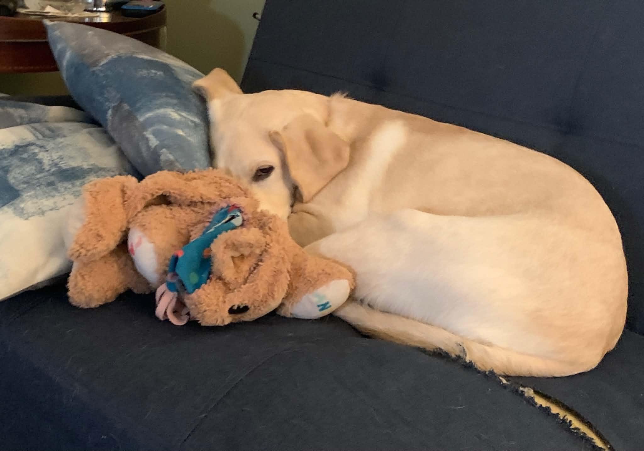 Enlarge Nala, a Adoptable Yellow Labrador Retriever in East Haddam, CT image 3/5