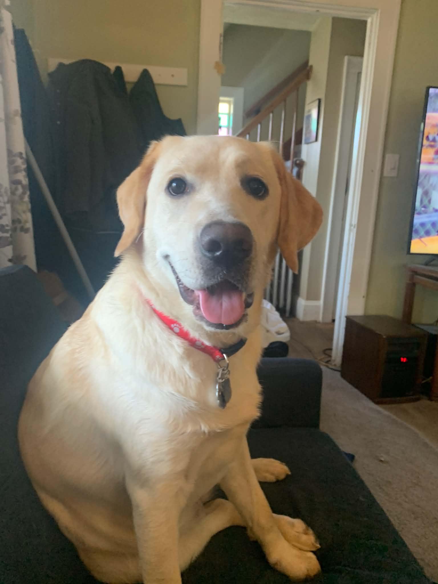 Nala, Adoptable, Young Female Yellow Labrador Retriever.