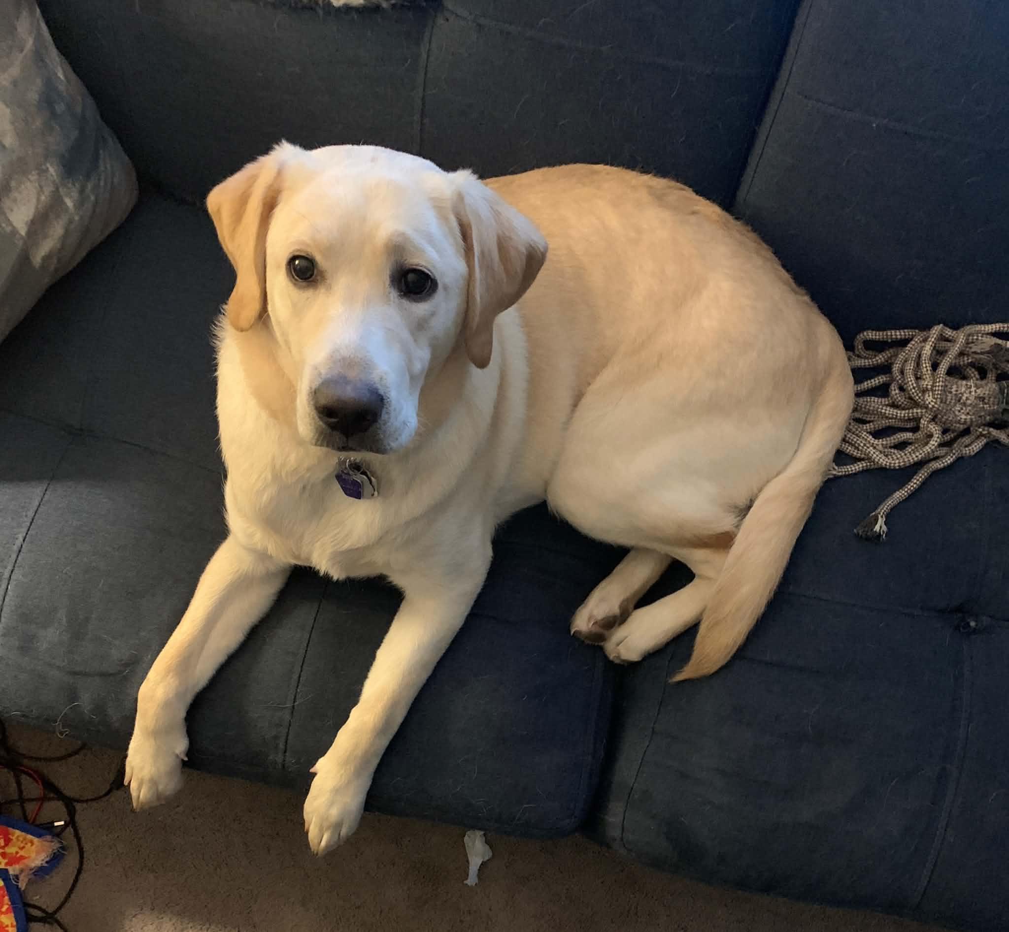 Enlarge Nala, a Adoptable Yellow Labrador Retriever in East Haddam, CT image 4/5