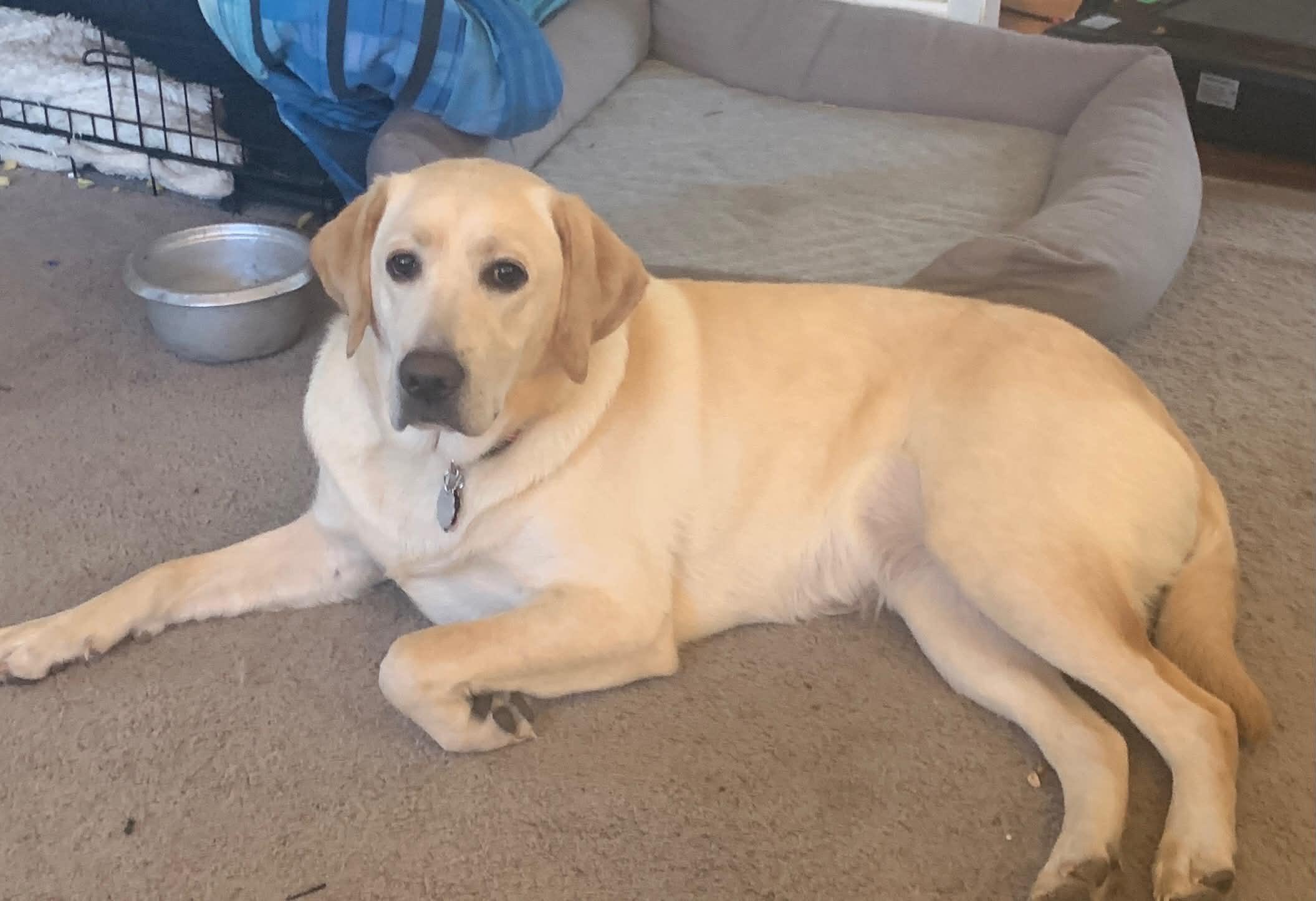 Enlarge Nala, a Adoptable Yellow Labrador Retriever in East Haddam, CT image 2/5