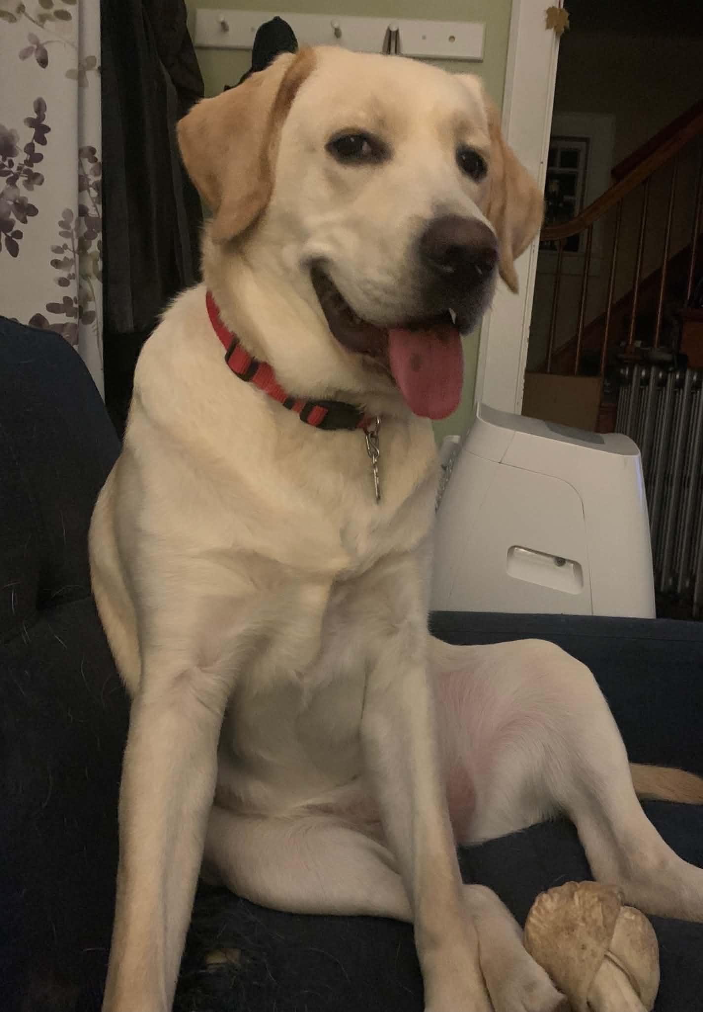 Enlarge Nala, a Adoptable Yellow Labrador Retriever in East Haddam, CT image 5/5