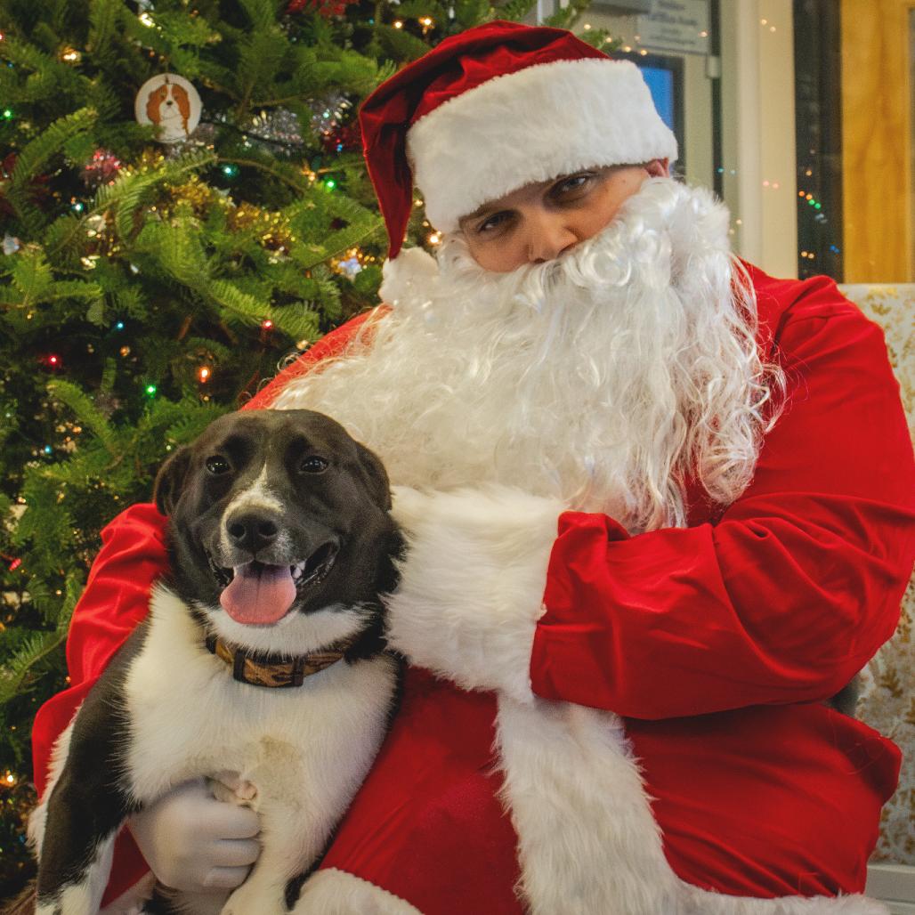 Aleah, Adoptable, Adult Female Border Collie.