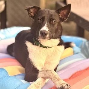 Enlarge Aleah, a Adoptable Border Collie in Morrisville, VT image 2/4