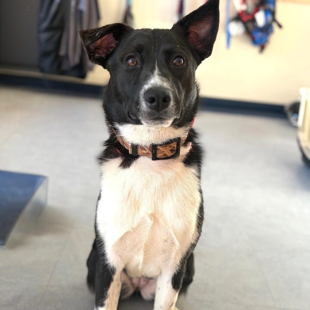 Enlarge Aleah, a Adoptable Border Collie in Morrisville, VT image 3/4