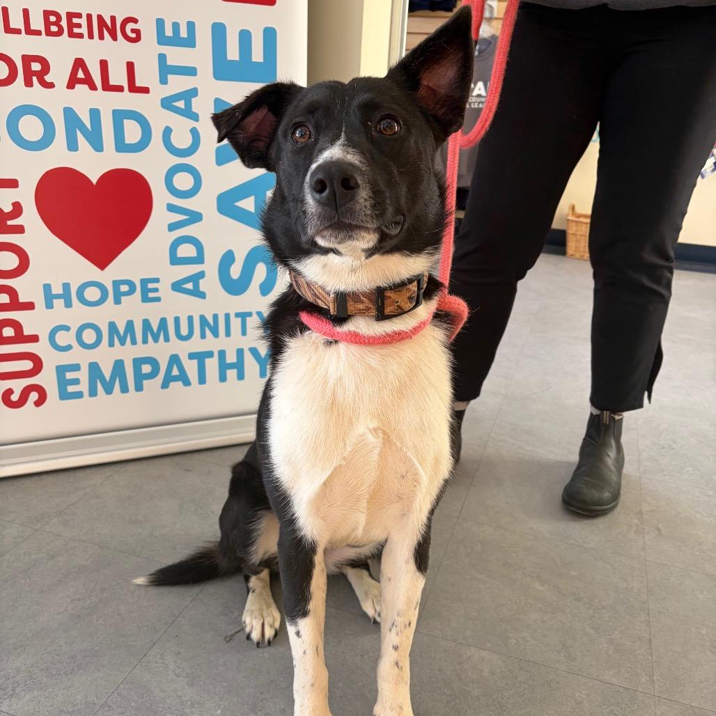 Enlarge Aleah, a Adoptable Border Collie in Morrisville, VT image 4/4