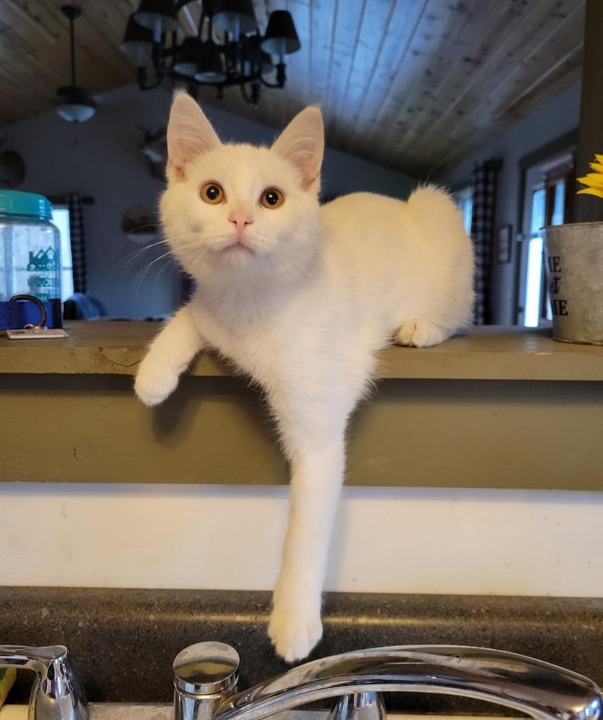 Yoda, Adoptable, Adult Male Domestic Short Hair.