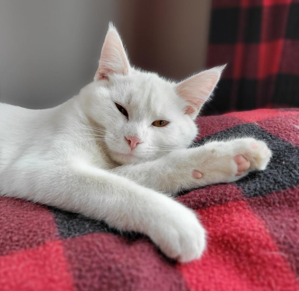 Yoda, a Adoptable mixed breed in Viroqua, WI image 2/3