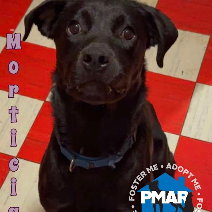 Morticia, Adoptable, Young Female Labrador Retriever & Pit Bull Terrier.