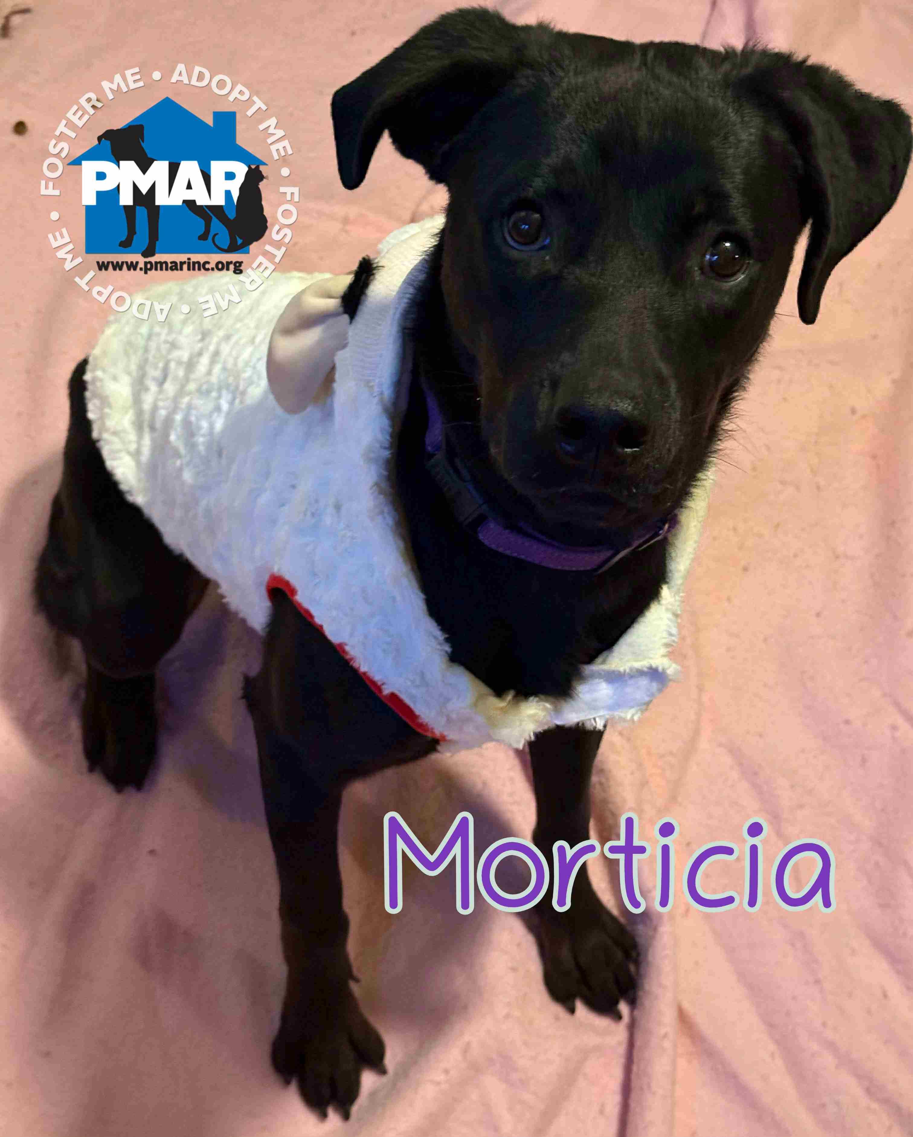 Enlarge Morticia, a Adoptable mixed breed in Binghamton, NY image 1/2