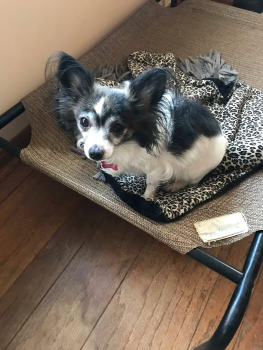 Maxi-ADOPTION PENDING, Adopted, Adult Female Chihuahua.