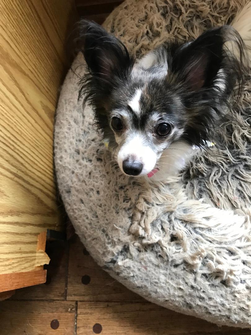 Enlarge Maxi-ADOPTION PENDING, a Adopted Chihuahua in Rootstown, OH image 2/3