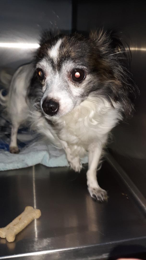 Enlarge Maxi-ADOPTION PENDING, a Adopted Chihuahua in Rootstown, OH image 3/3