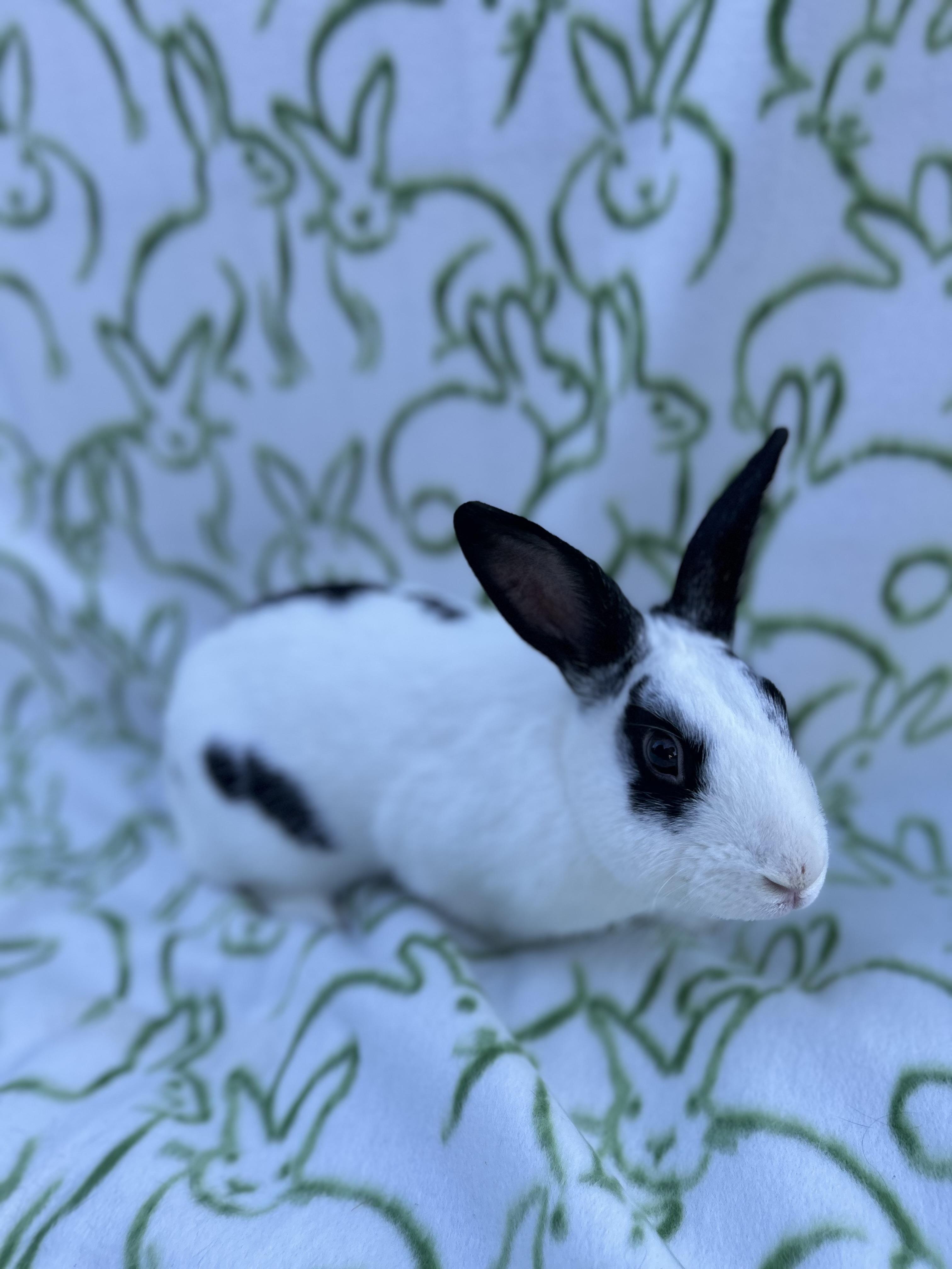 Jackson, a ADOPTABLE mixed breed in Bishopville, SC image 4/4