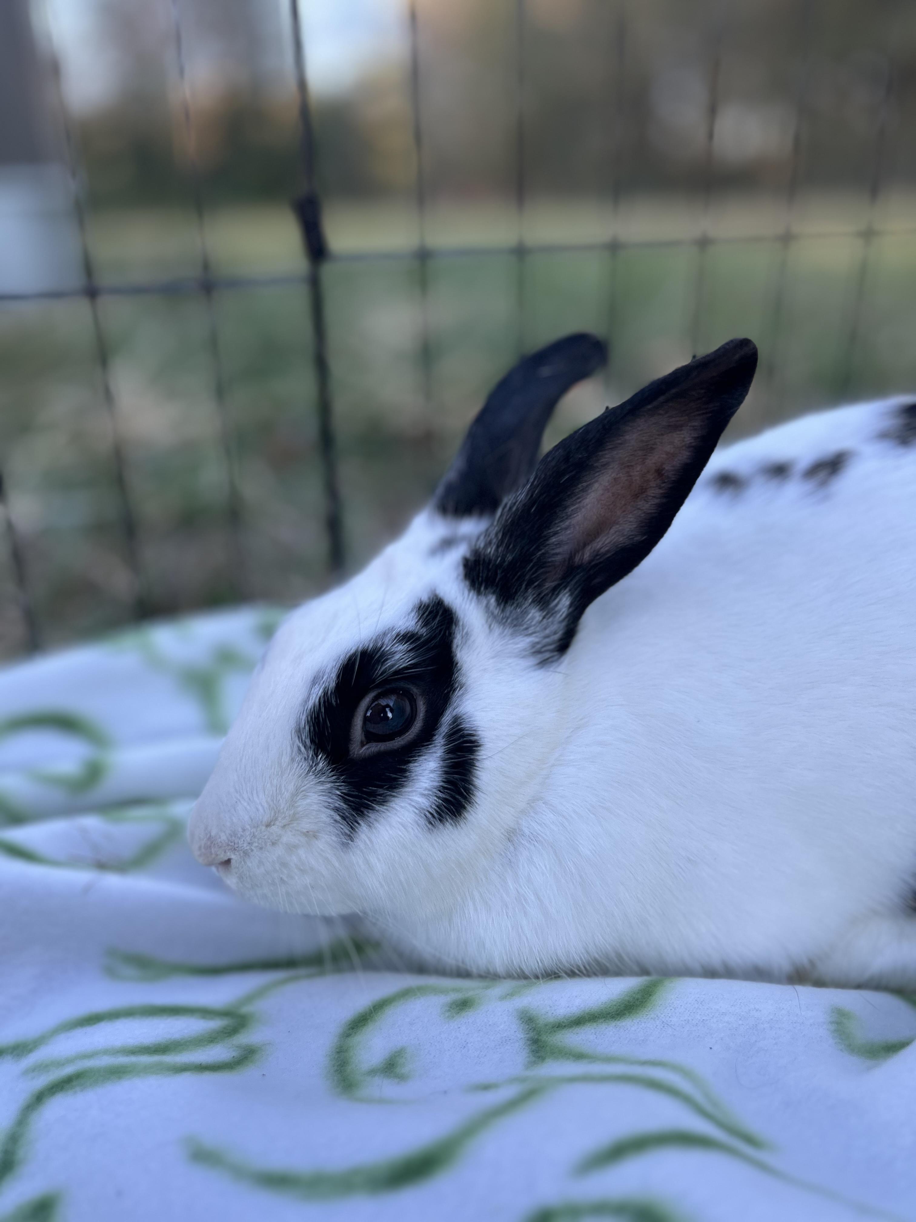 Jackson, ADOPTABLE, Young Male English Spot.