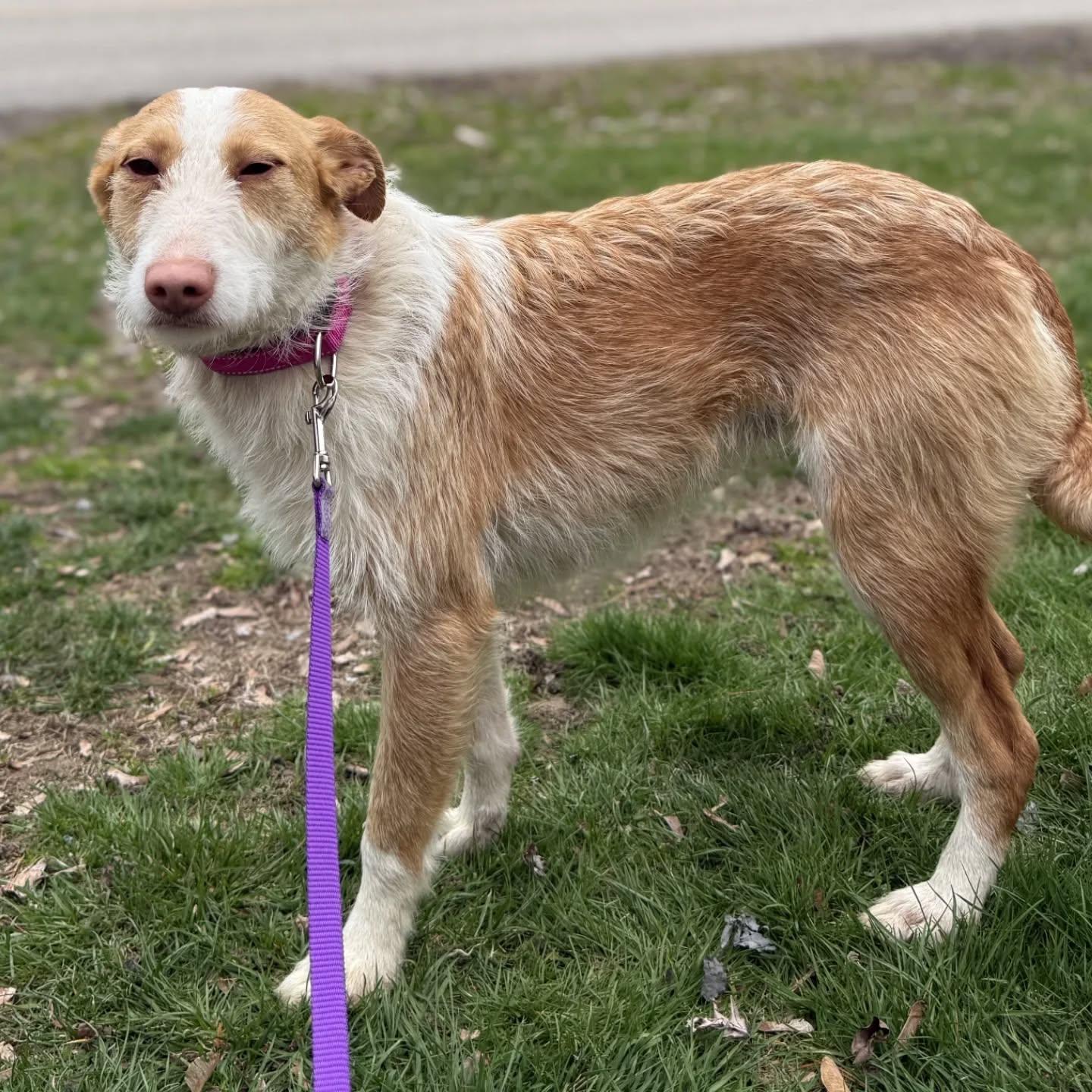 Enlarge Lucy, a Adoptable mixed breed in HANSON, MA image 1/3