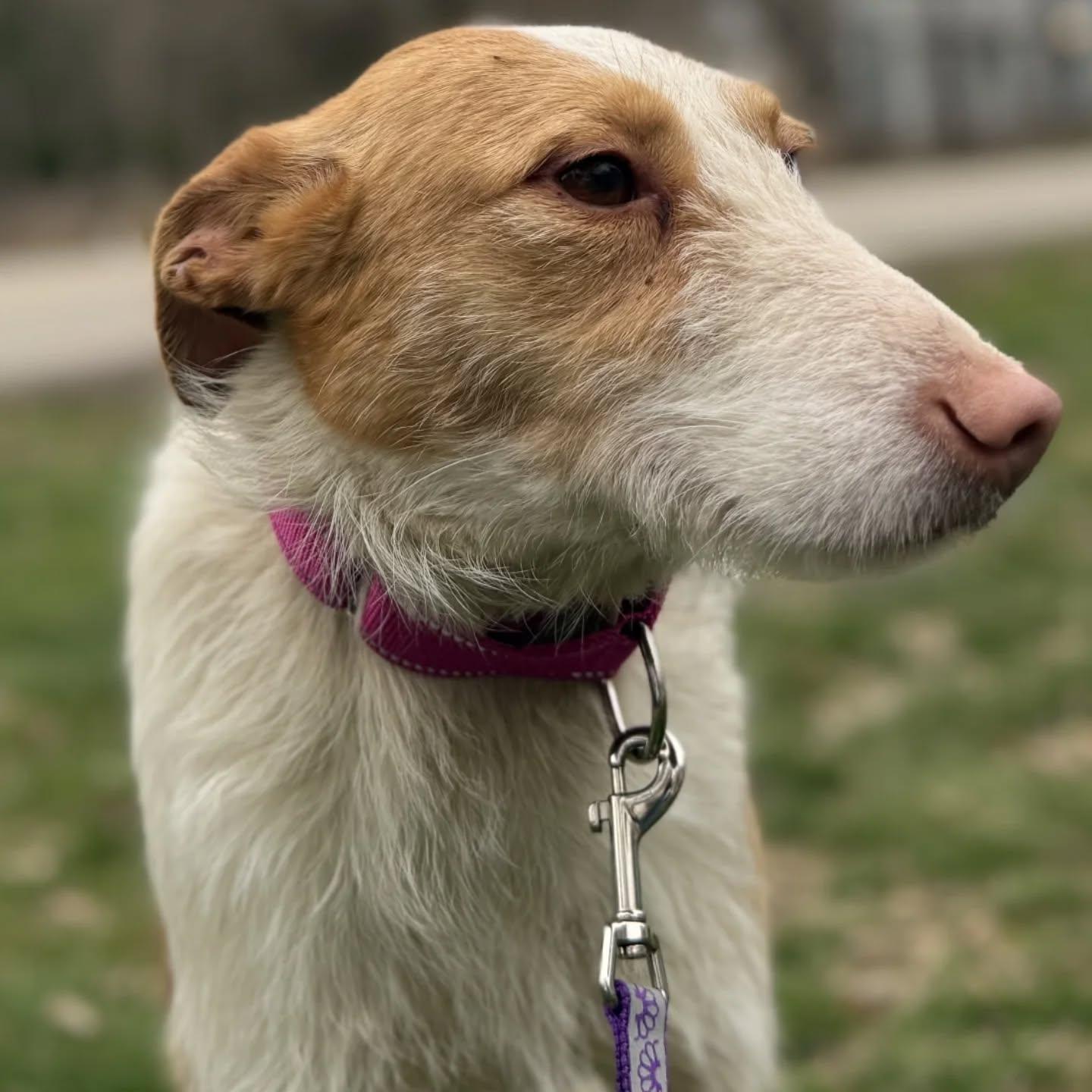 Enlarge Lucy, a Adoptable mixed breed in HANSON, MA image 3/3