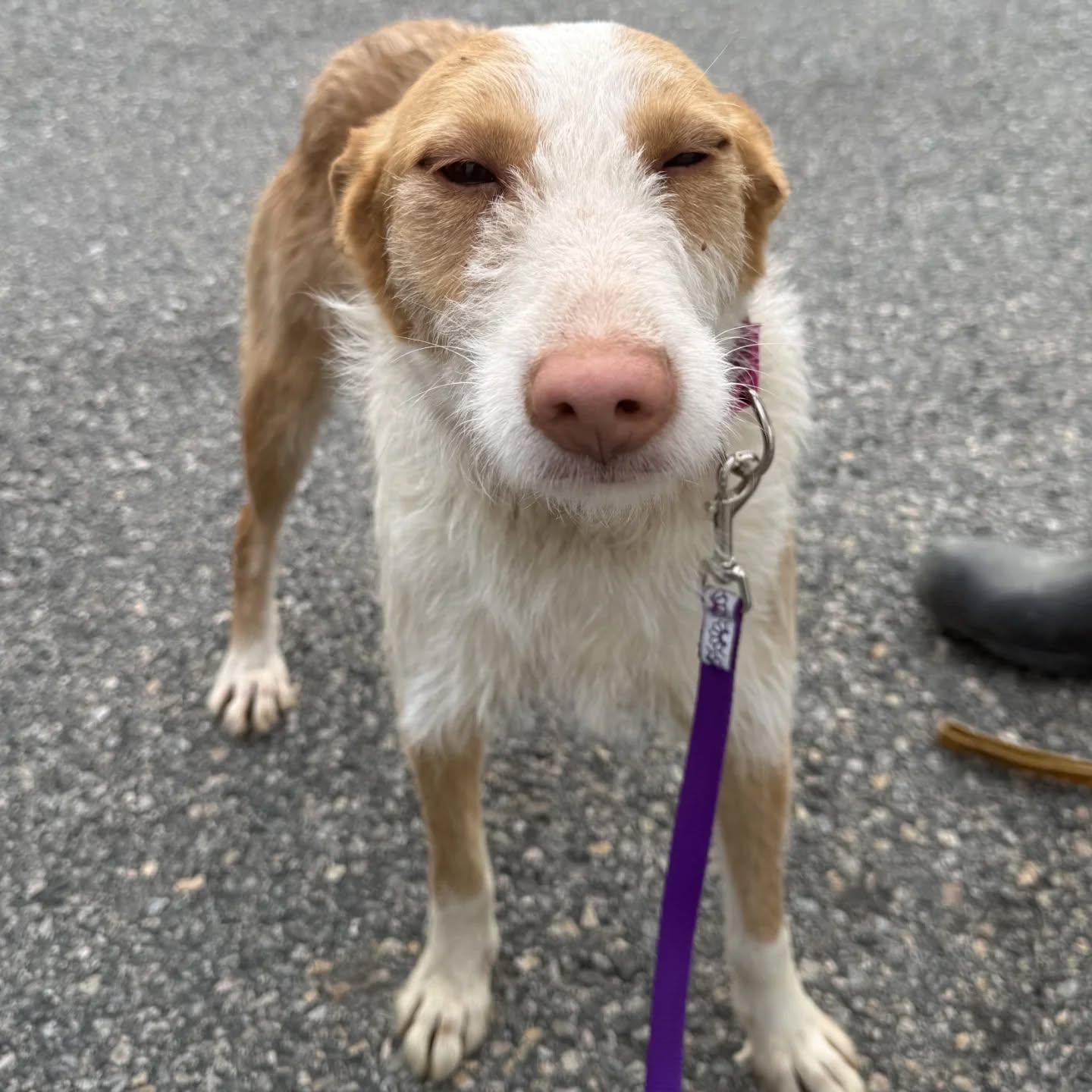Enlarge Lucy, a Adoptable mixed breed in HANSON, MA image 2/3