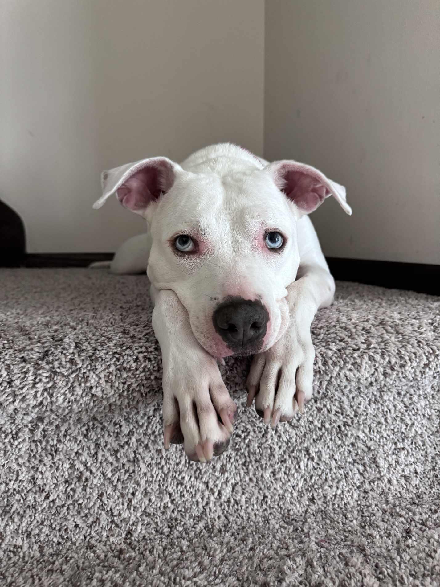 Luna Blue Eyes, a Adoptable mixed breed in Sheboygan, WI image 1/6