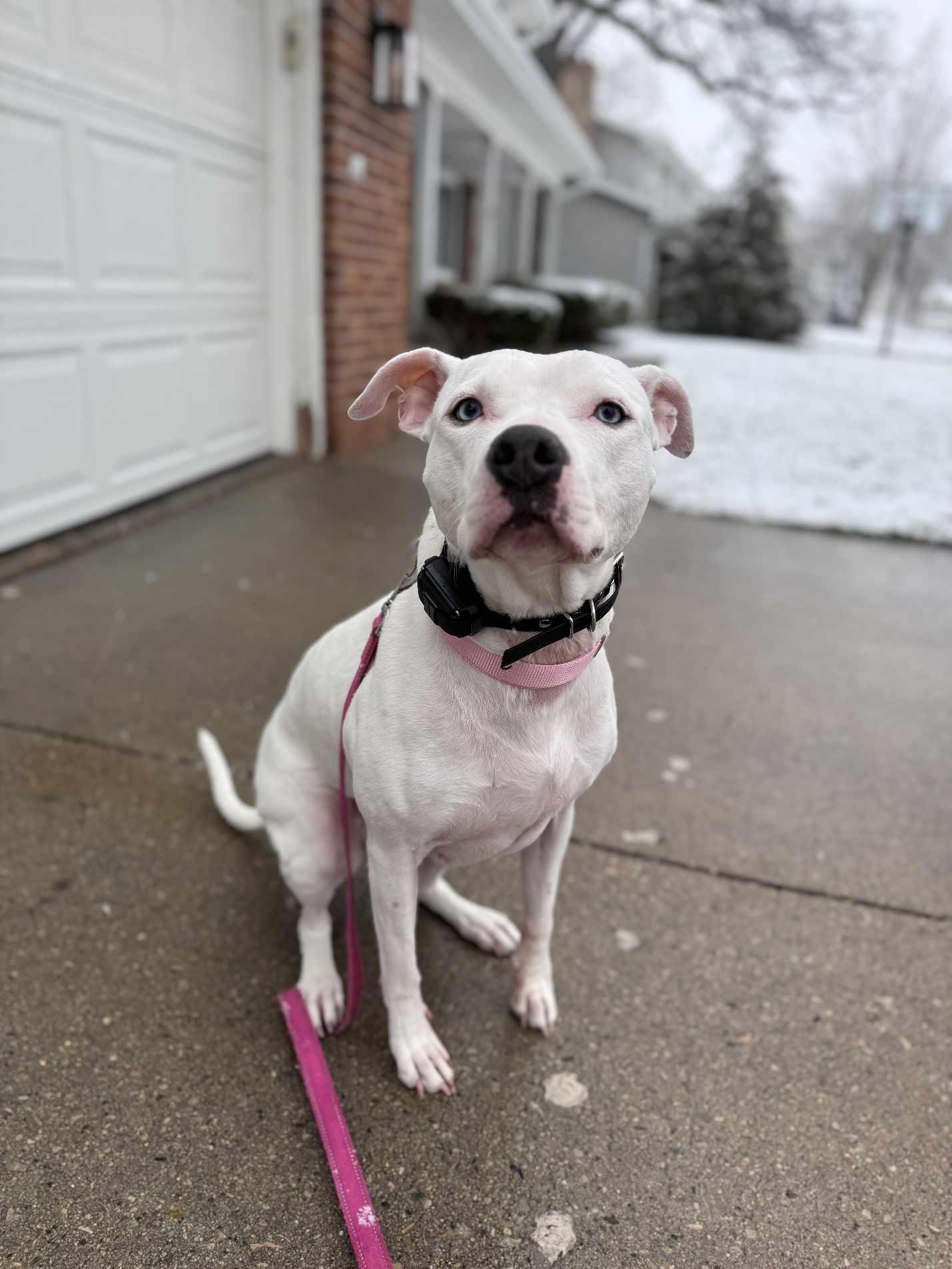 Luna Blue Eyes, a Adoptable mixed breed in Sheboygan, WI image 2/6