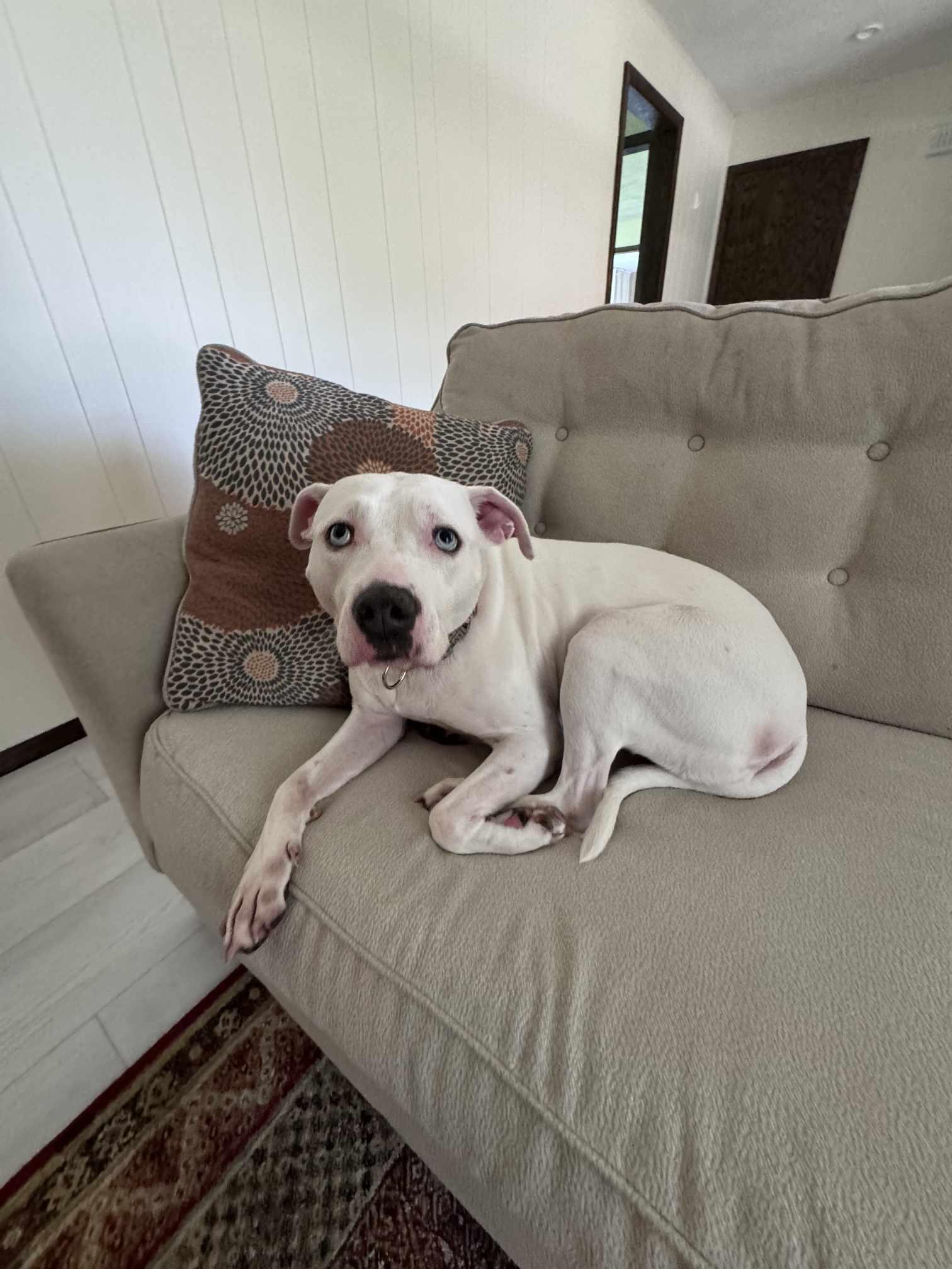 Luna Blue Eyes, a Adoptable mixed breed in Sheboygan, WI image 3/6