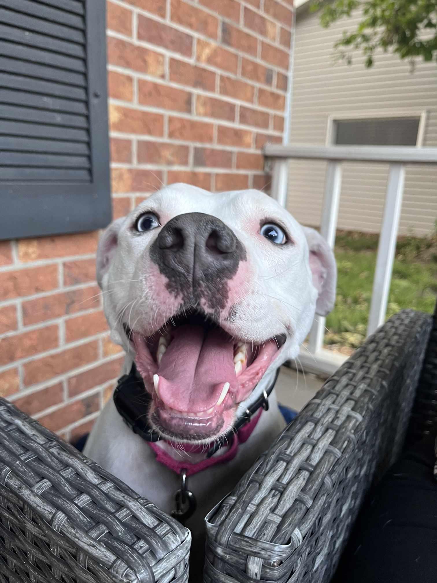 Luna Blue Eyes, a Adoptable mixed breed in Sheboygan, WI image 5/6