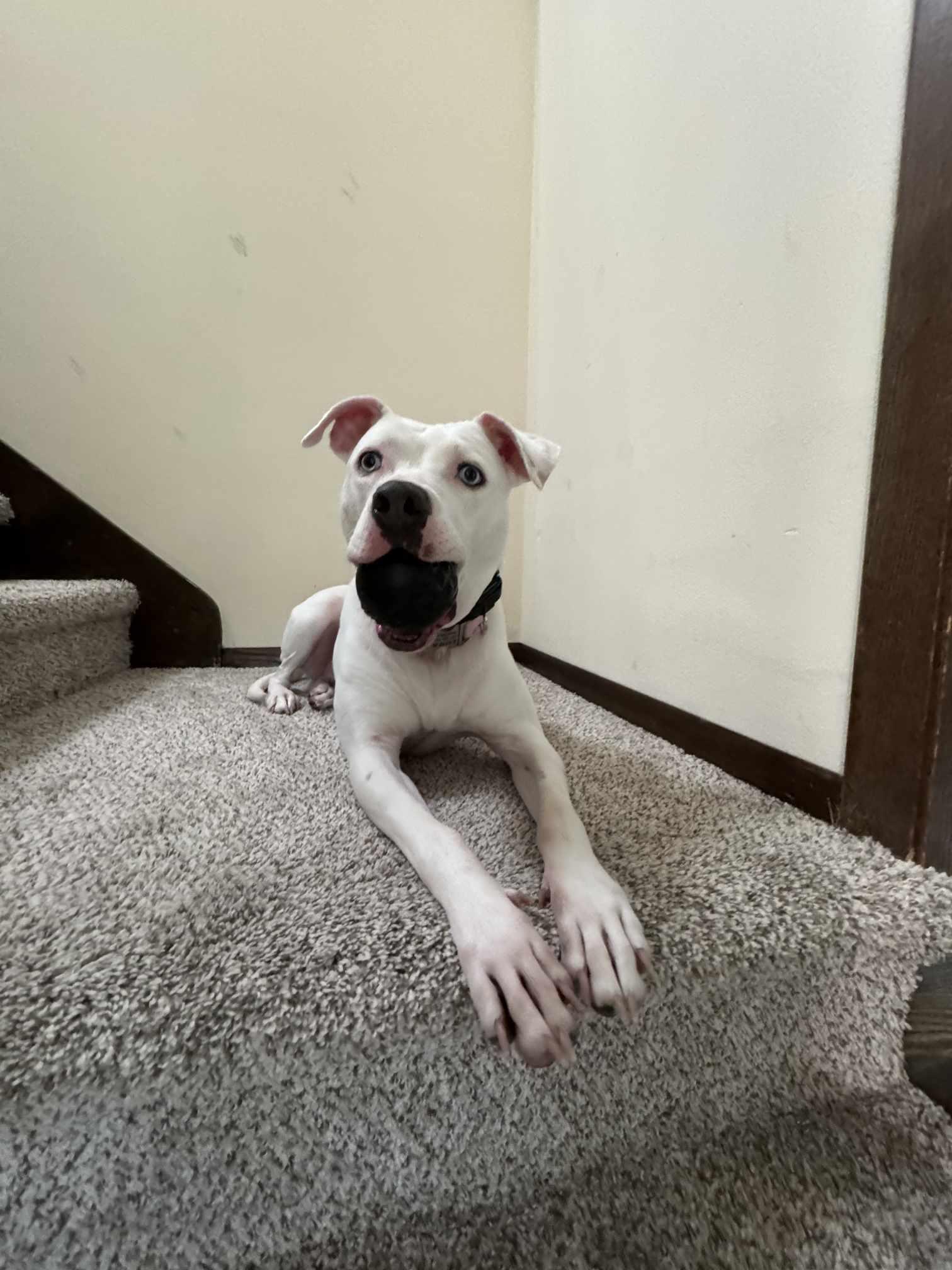 Luna Blue Eyes, a Adoptable mixed breed in Sheboygan, WI image 6/6