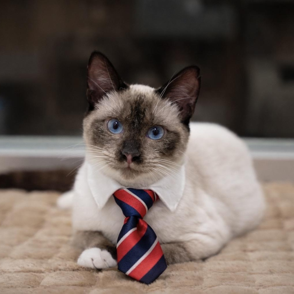 Enlarge Bevin , an adopted Siamese in Dalton, GA image 2/2