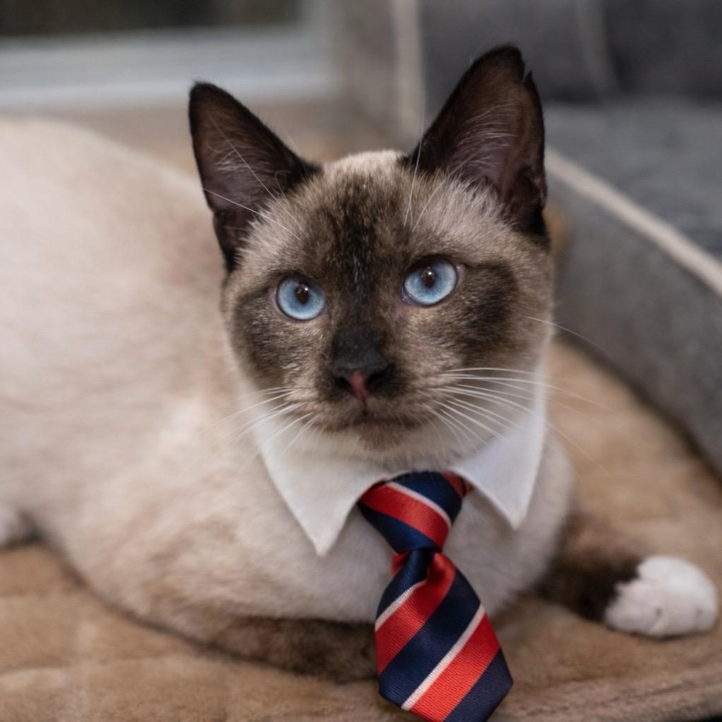 Bevin , adopted, Young Male Siamese.