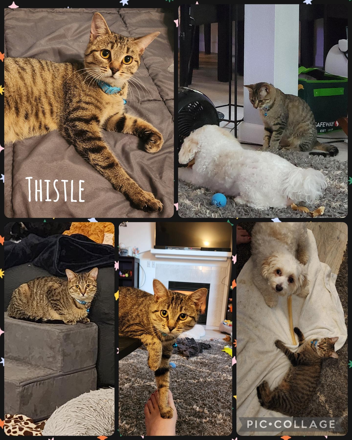 Thistle, Adoptable, Young Female Domestic Short Hair.