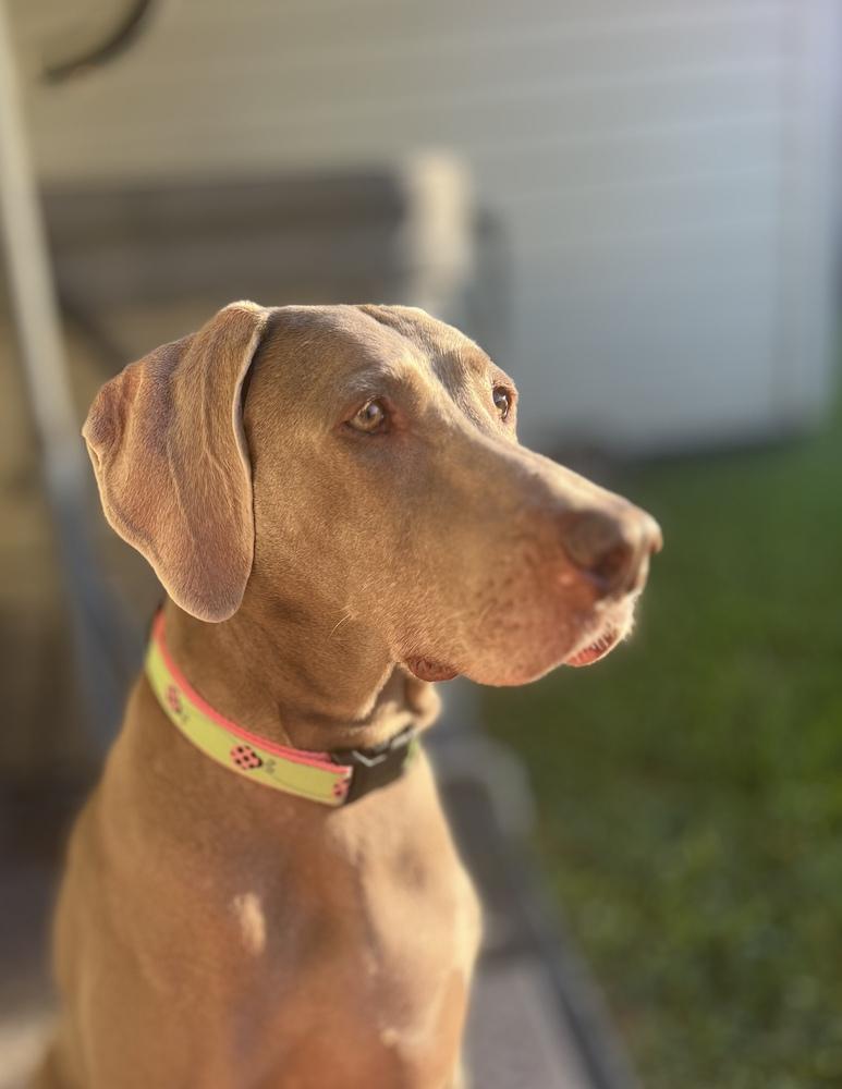 Autumn, Adoptable, Adult Female Weimaraner.