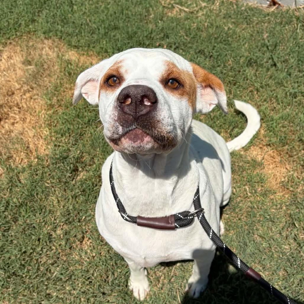 Enlarge Sundae, a Adoptable mixed breed in Concord, NC image 1/6