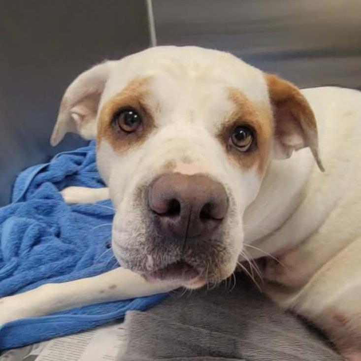 Enlarge Sundae, a Adoptable mixed breed in Concord, NC image 2/6