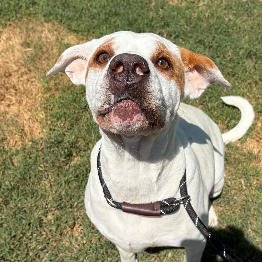 Enlarge Sundae, a Adoptable mixed breed in Concord, NC image 3/6