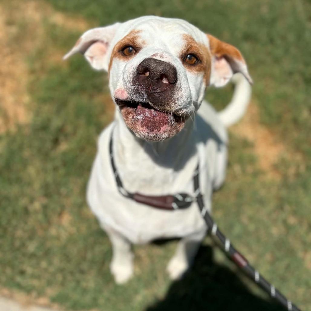 Enlarge Sundae, a Adoptable mixed breed in Concord, NC image 4/6