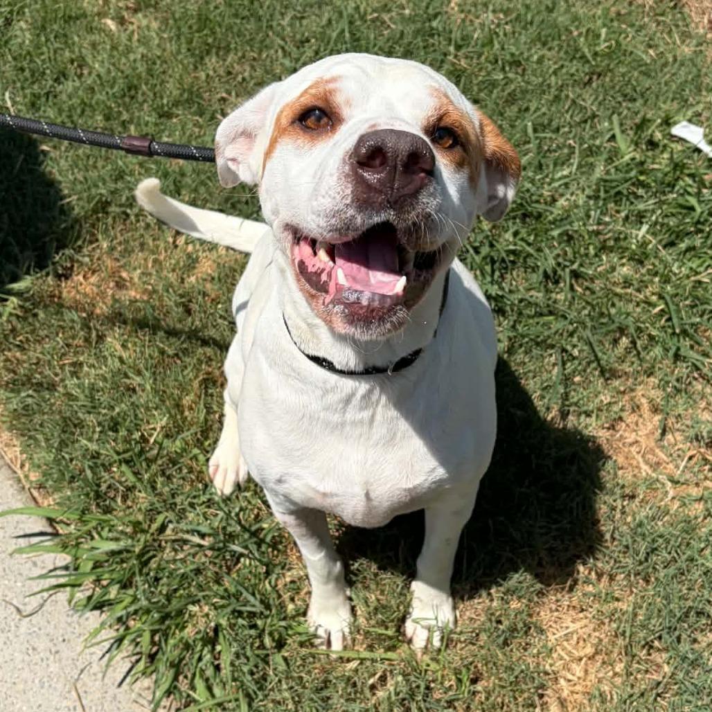 Enlarge Sundae, a Adoptable mixed breed in Concord, NC image 5/6