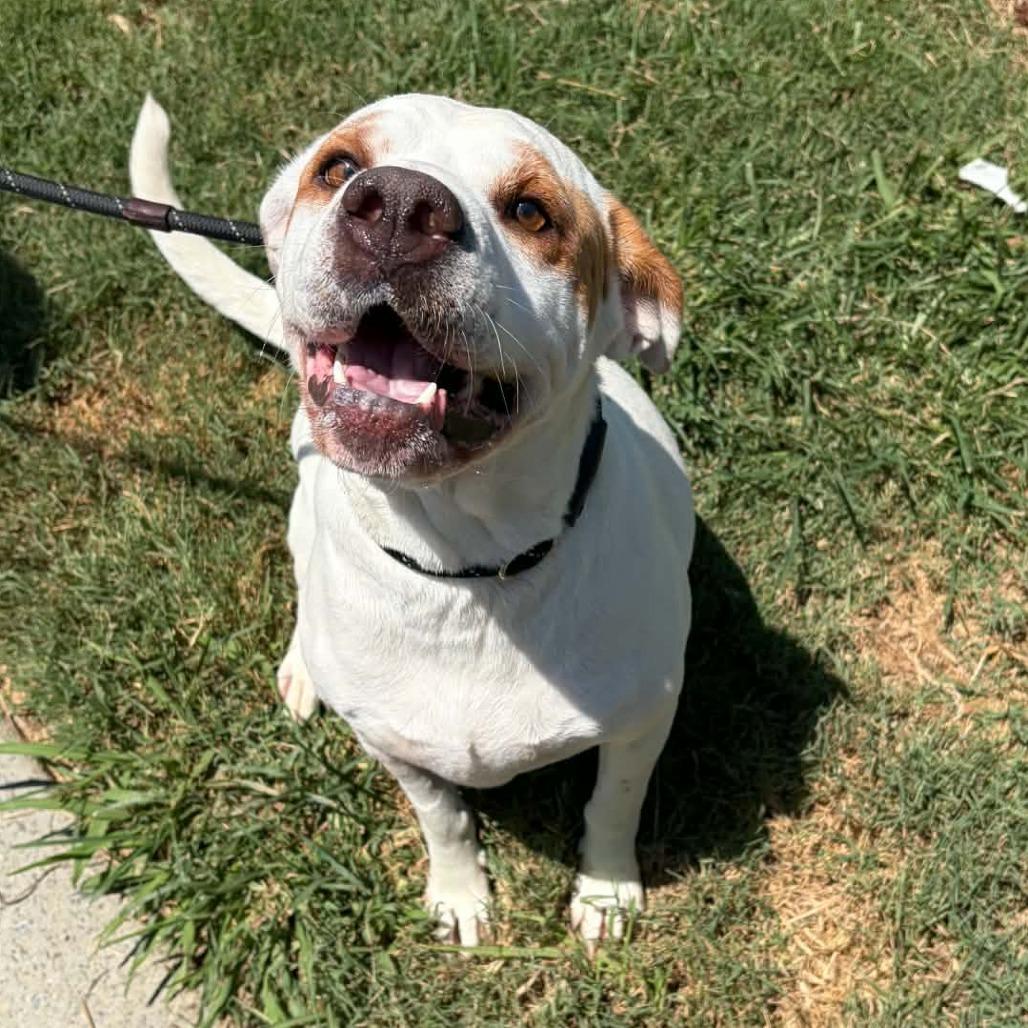 Enlarge Sundae, a Adoptable mixed breed in Concord, NC image 6/6