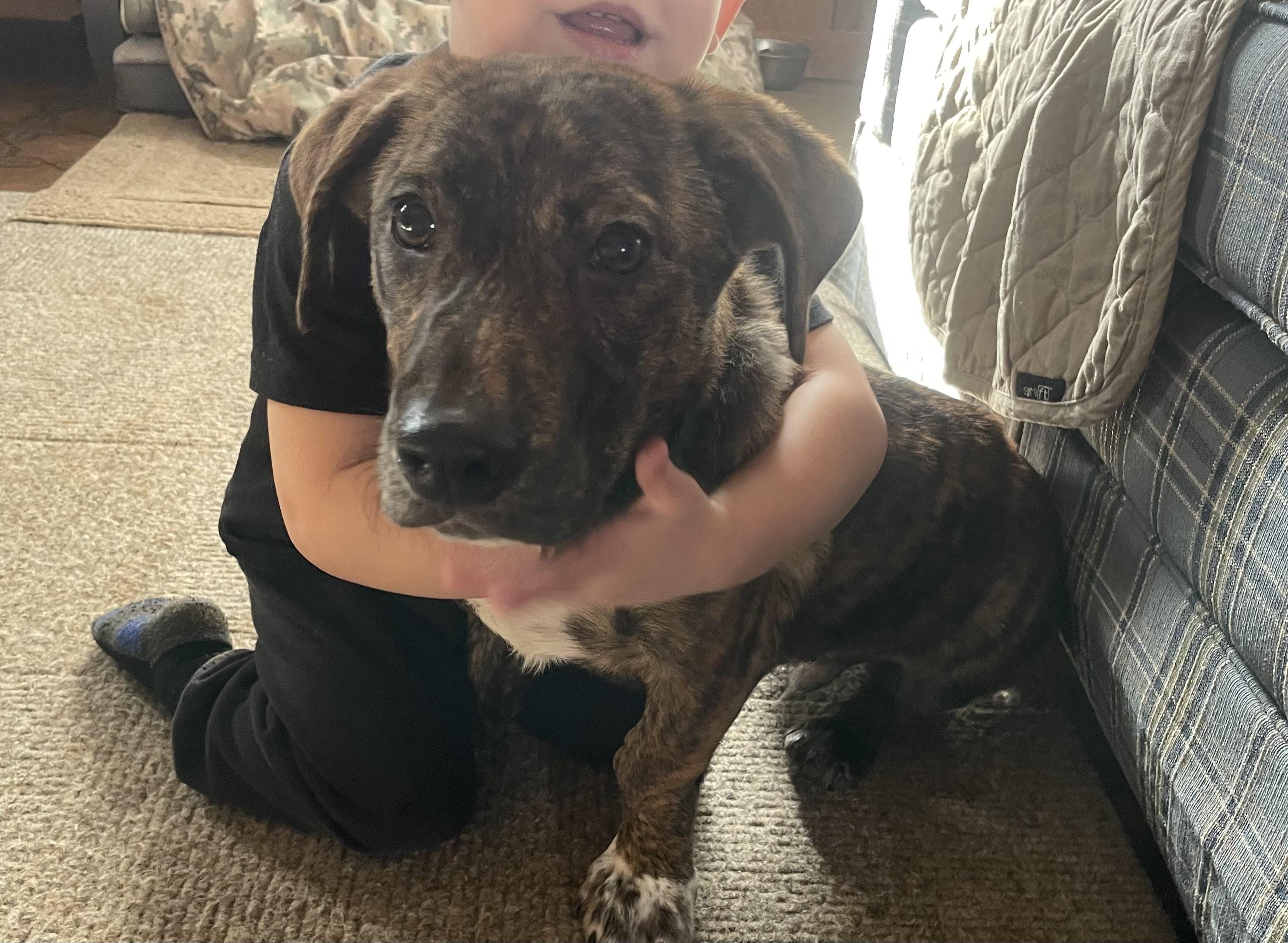 Enlarge Zero, a ADOPTABLE mixed breed in Louisville, KY image 2/2