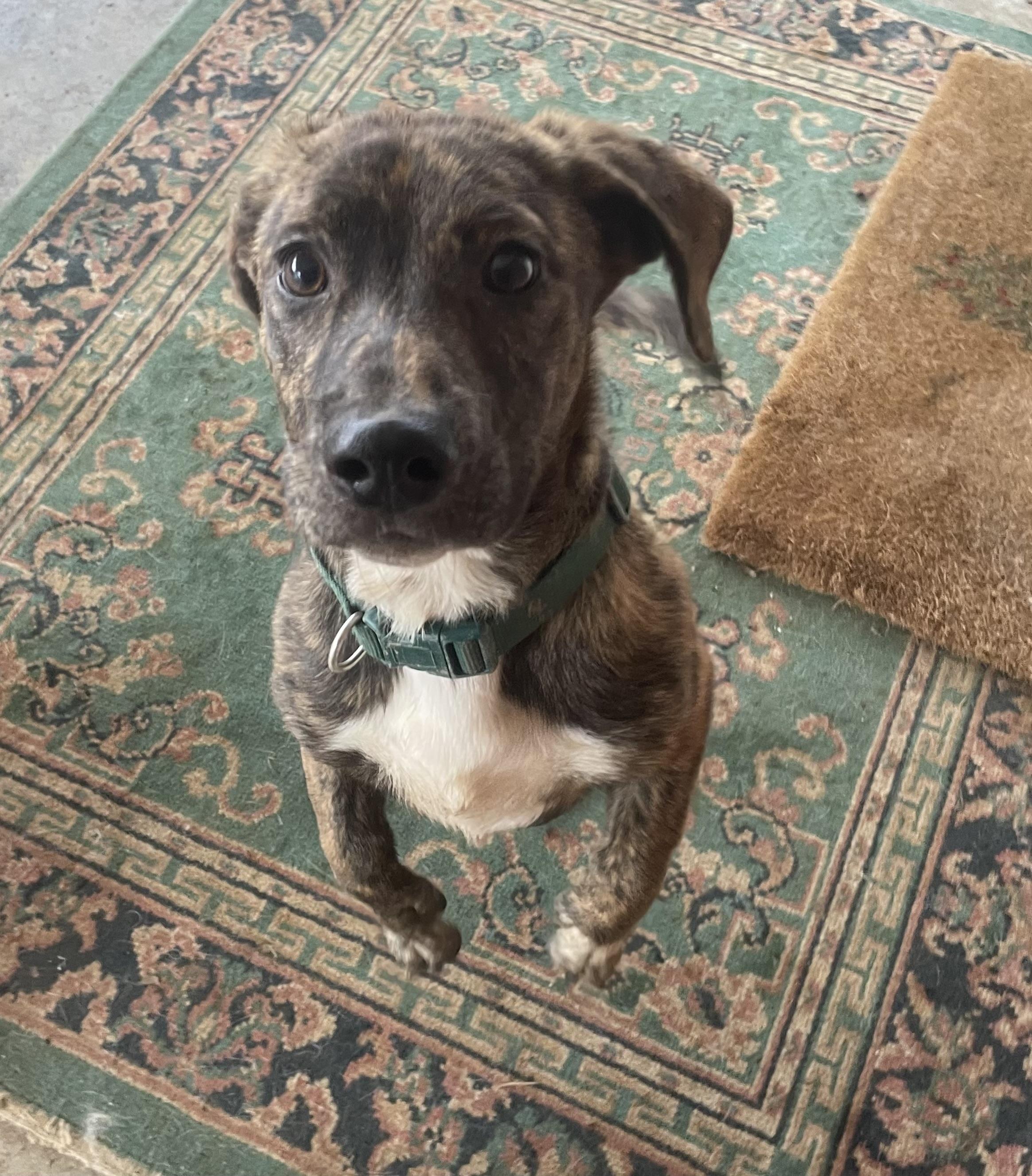 Enlarge Zero, a ADOPTABLE mixed breed in Louisville, KY image 1/2