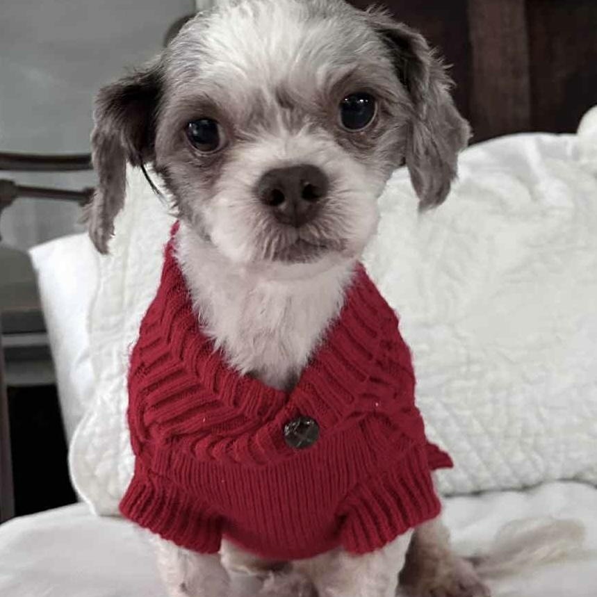 Cinnamon photo 1