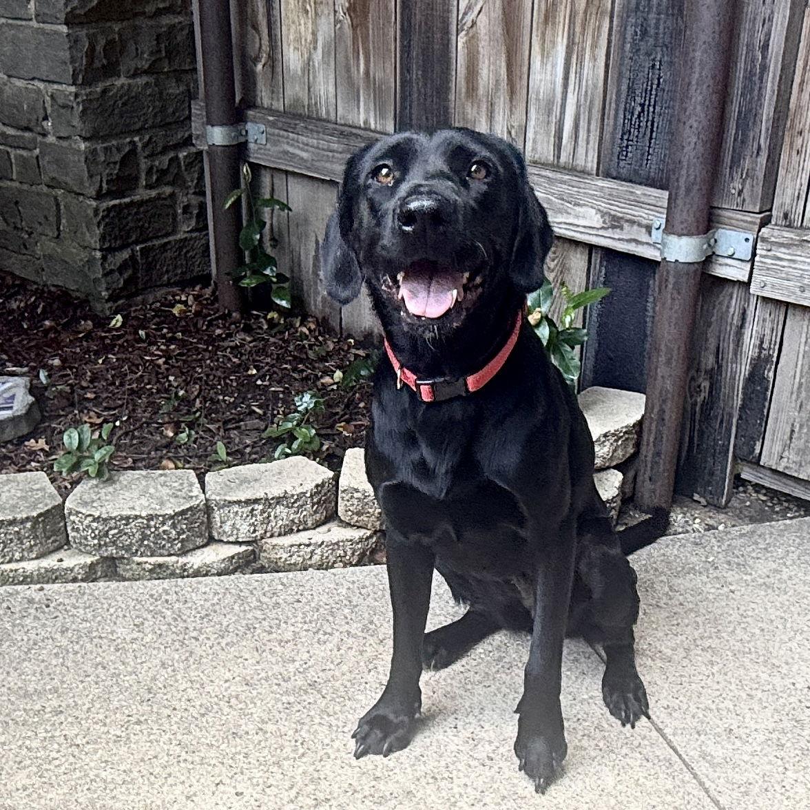 June, Adoptable, Adult Female Labrador Retriever.