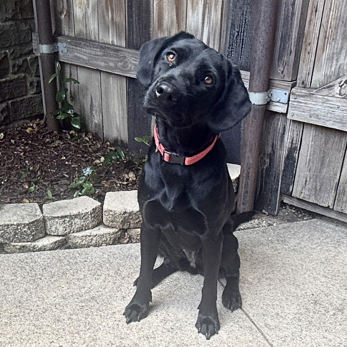 June, a Adoptable Labrador Retriever in Denton, TX image 2/3