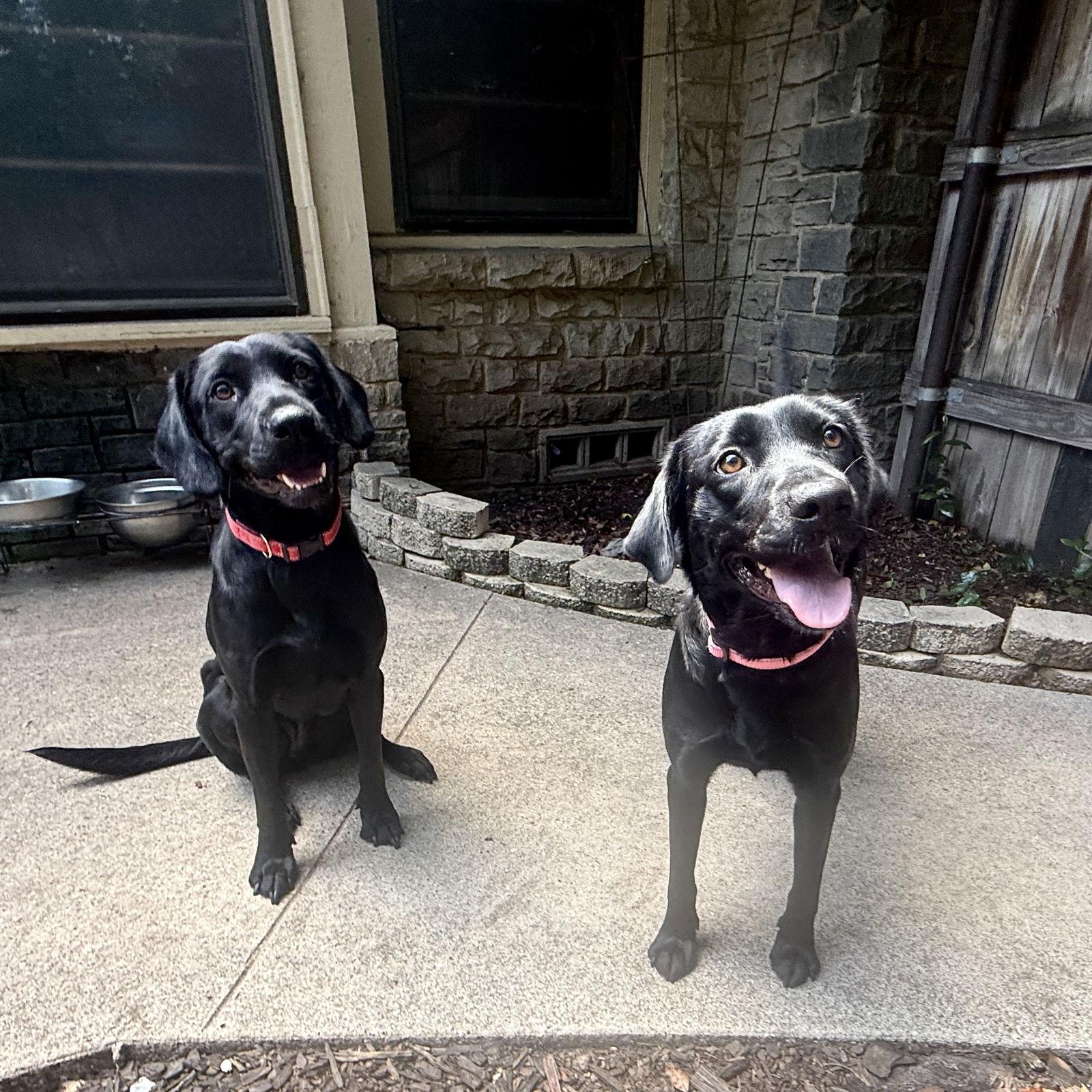 June, a Adoptable Labrador Retriever in Denton, TX image 3/3