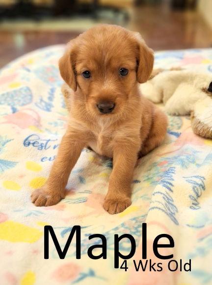 Maple, a Adopted mixed breed in Mountain View, AR image 1/2
