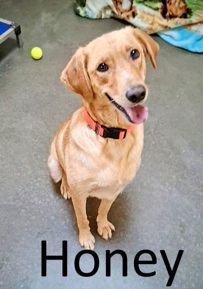 Maple, a Adopted mixed breed in Mountain View, AR image 2/2