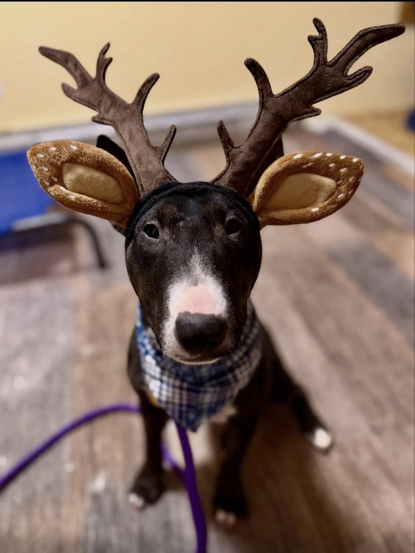 Enlarge Mackenzie, a ADOPTABLE Miniature Bull Terrier in Philadelphia, PA image 6/6