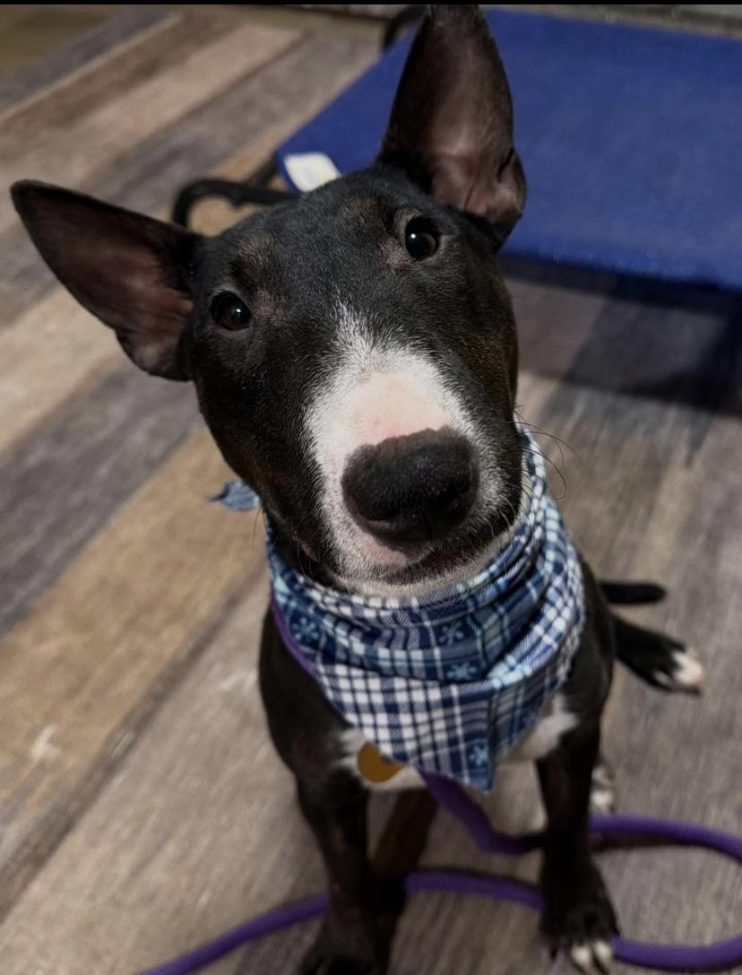 Enlarge Mackenzie, a ADOPTABLE Miniature Bull Terrier in Philadelphia, PA image 1/6
