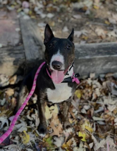 Enlarge Mackenzie, a ADOPTABLE Miniature Bull Terrier in Philadelphia, PA image 2/6